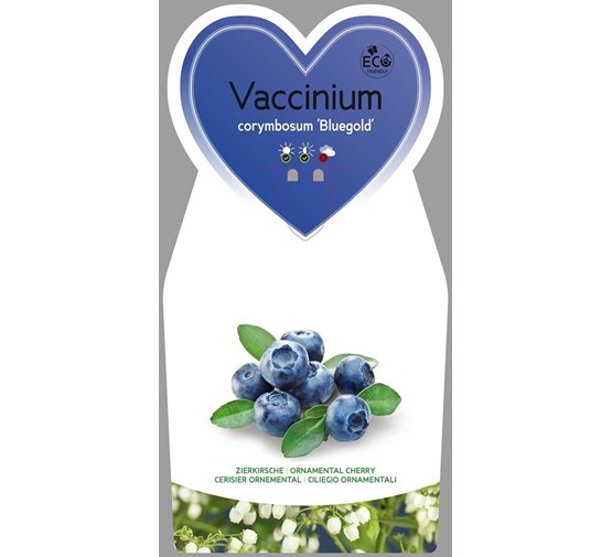vaccinium-corymbosum-bluegold-