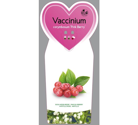 vaccinium-corymbosum-pink-berry-
