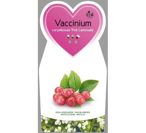 vaccinium-corymbosum-pink-berry-