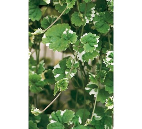 stekperkplant-nepeta-variegata