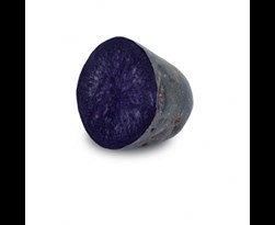 pootaardappel perupas violet sun (25sts)