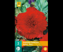 jub begonia fimbriata rood 5/6 (3sts)