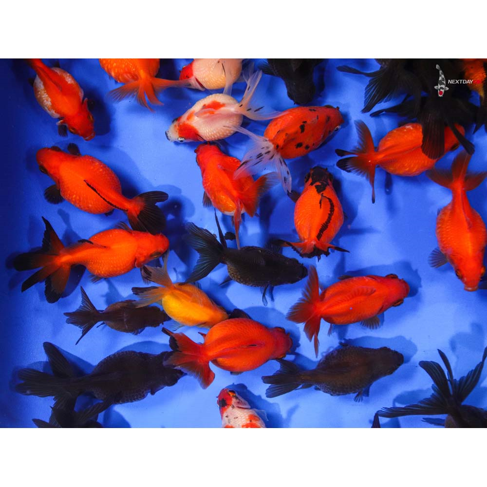 pearl scale mix Tuincentrum Pelckmans