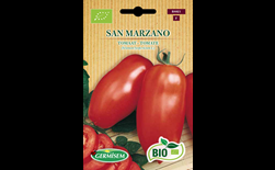 germisem be-bio-01 tomaat san marzano
