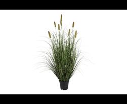 Cycas Revoluta Palm | Galéria Kvetín Cycas Revoluta Palm | Galéria Kvetín