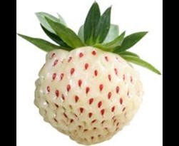 aardbei pineberry