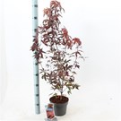 acer-palmatum-atropurpureum-