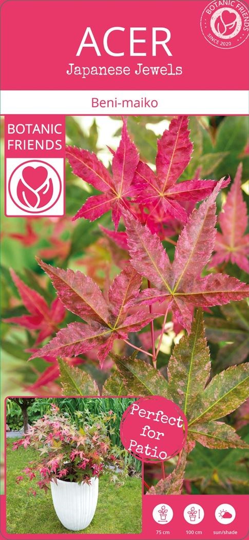 Acer Palmatum 'Beni Maiko' - Set De 2 - Arce Japonés Resistente Al Invierno Maceta 19cm Altura 60 70cm 87651784