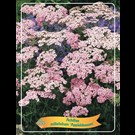 achillea-millefolium-apple-blossom-