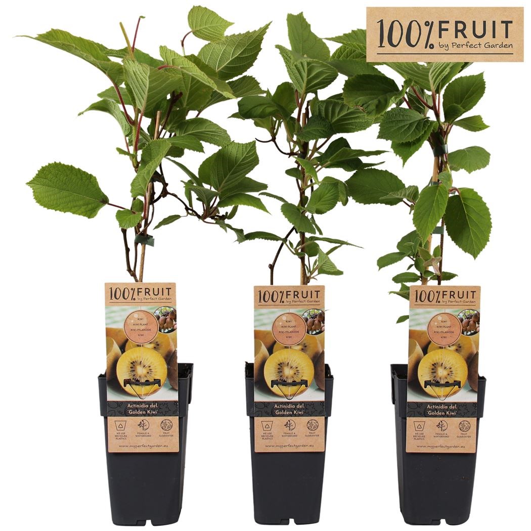 Plante De Kiwi Jaune « Airogold' Autofertile - En Pot 11 X 11 Cm - H
