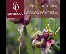 allium cepa var. proliferum (egyptische boomui)