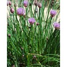 Allium-schoenoprasum