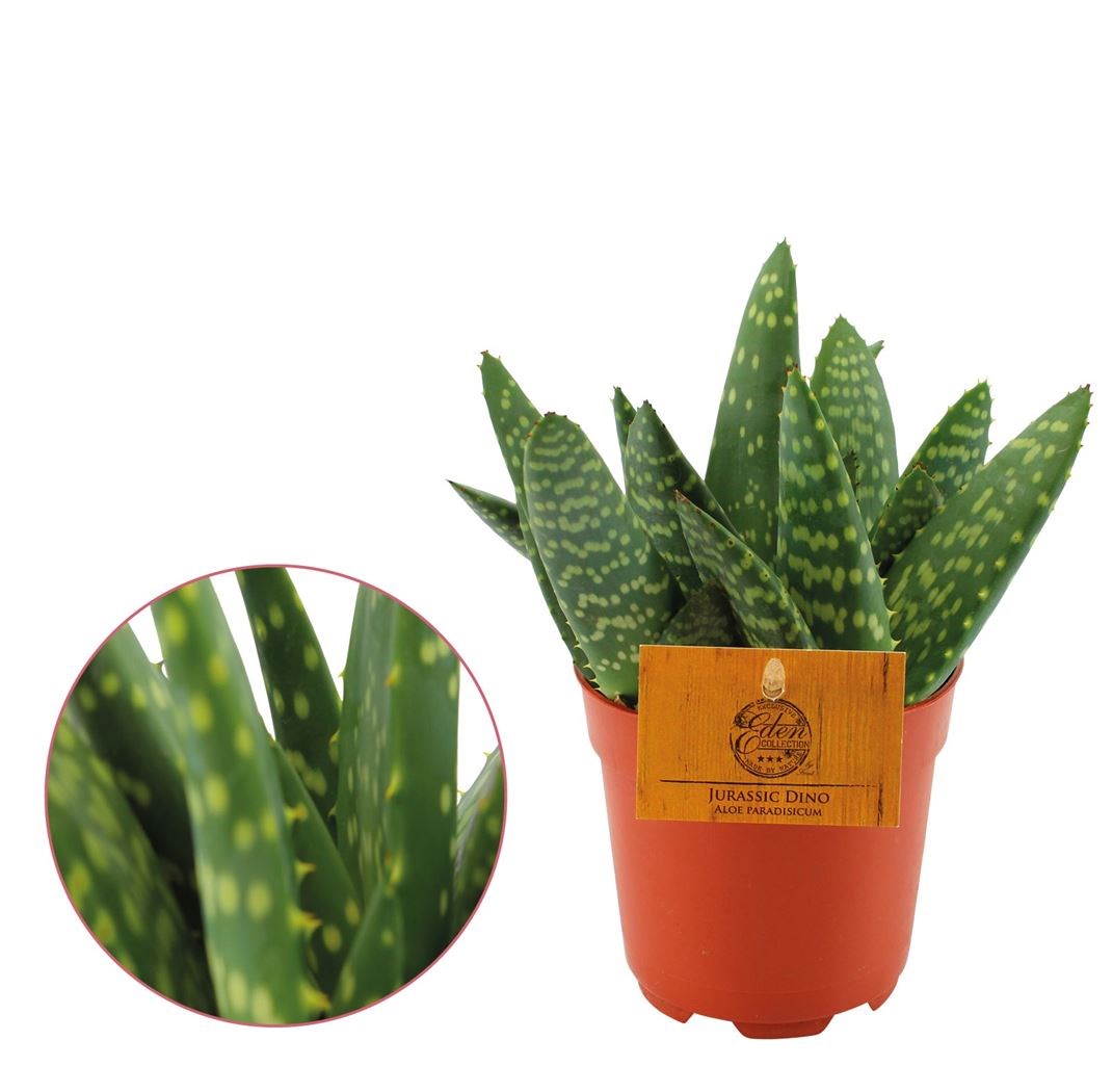 aloe paradisicum 'jurrasic dino'