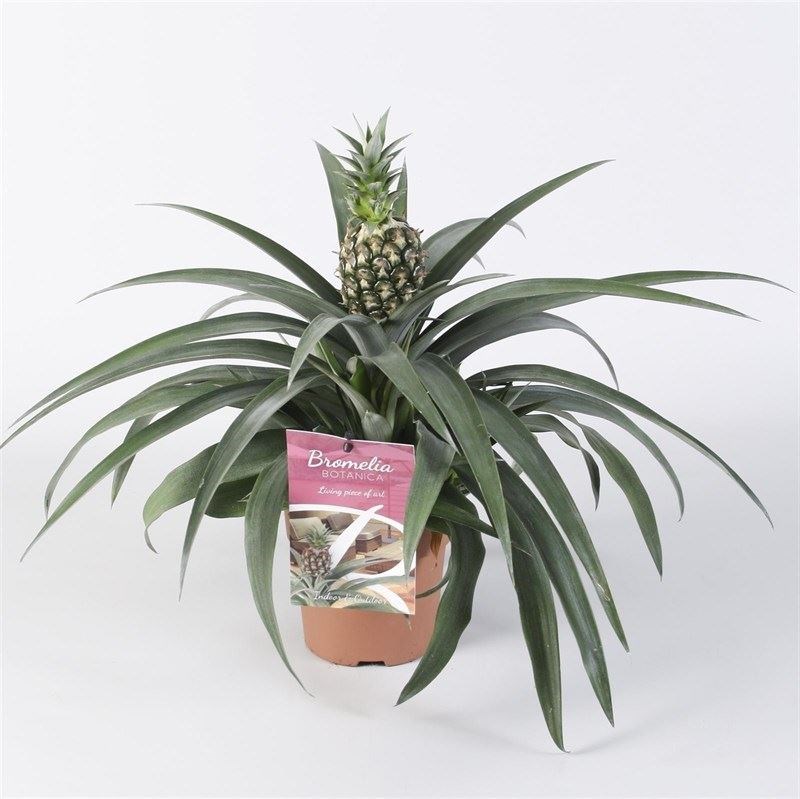 bedrijf Kort leven Woordenlijst bromelia ananas 'corona' (ananasplant) - Tuincentrum Pelckmans