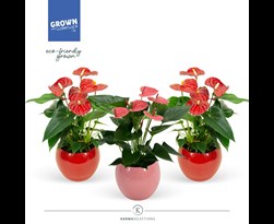 anthurium andreanum in lisa ceramic red/pink