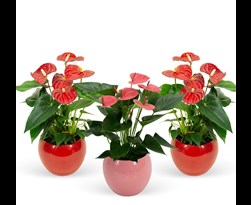 anthurium andreanum in lisa ceramic red/pink