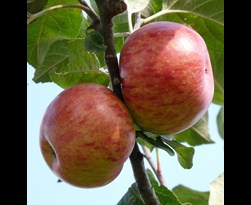 patiofruit appel 