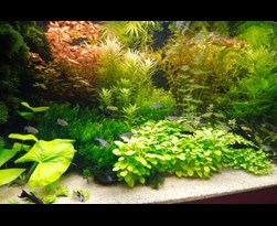 kwaadheid de vrije loop geven comfortabel geschenk Aquariumplanten - Tuincentrum Pelckmans