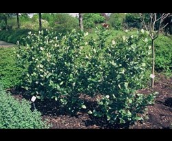 aronia prunifolia 