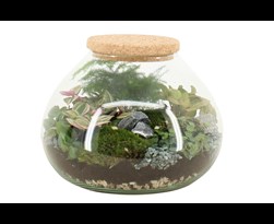 arrangement gemengd terrarium