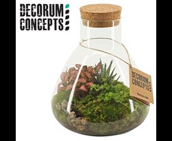arrangement gemengd terrarium erlenmeyer
