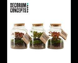 arrangement gemengd terrarium