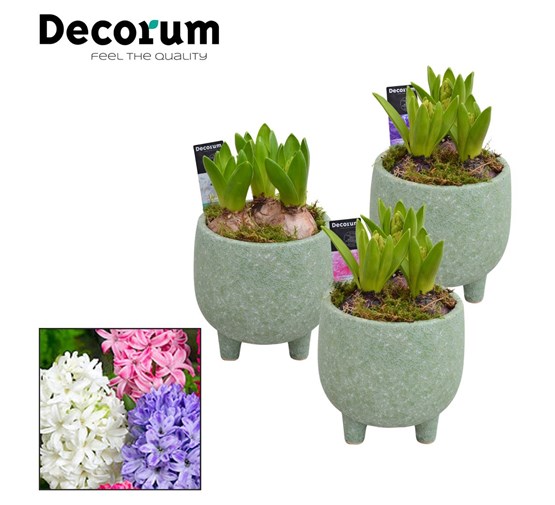 arrangement-hyacint