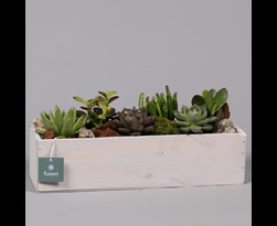 arrangement kamerplanten