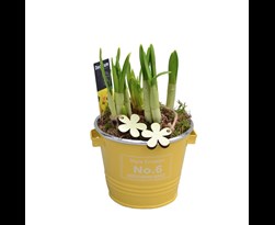 arrangement narcis colourful bucket mini