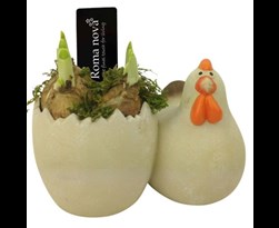 arrangement pasen happy chicken with egg