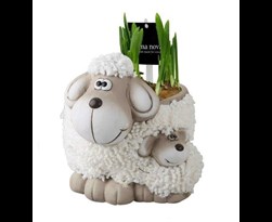 arrangement pasen sheep family