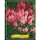 astilbe-japonica-europa-