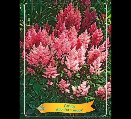 astilbe-japonica-europa-