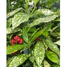 Aucuba-japonica-variegata