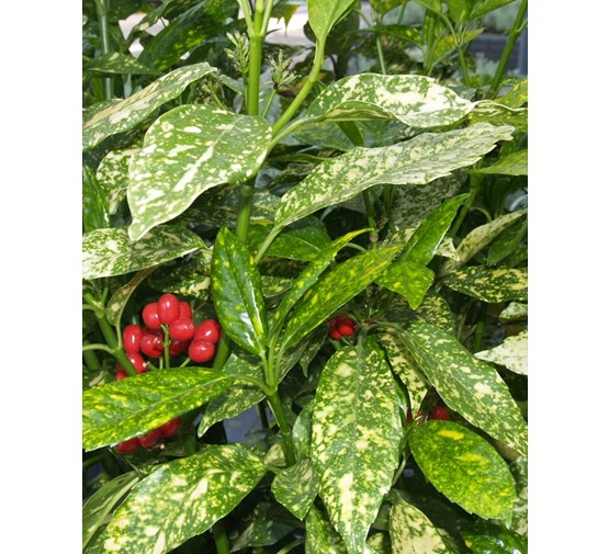 Aucuba-japonica-variegata
