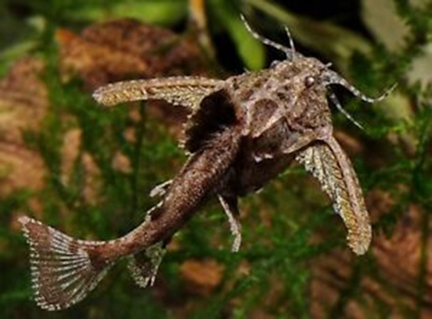 dwarf anchor catfish Tuincentrum Pelckmans