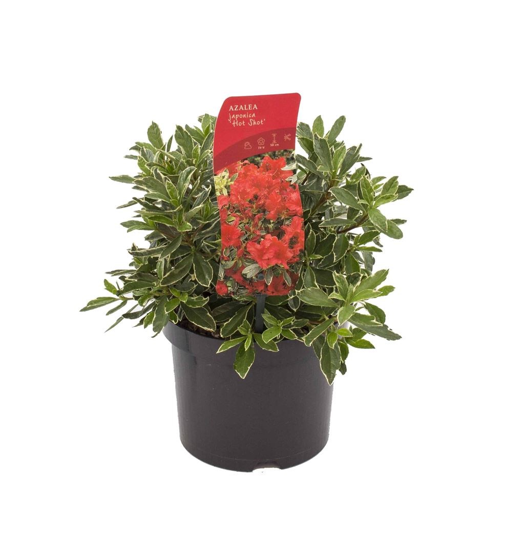 azalea (j) 'hotshot variegata' - Tuincentrum Pelckmans