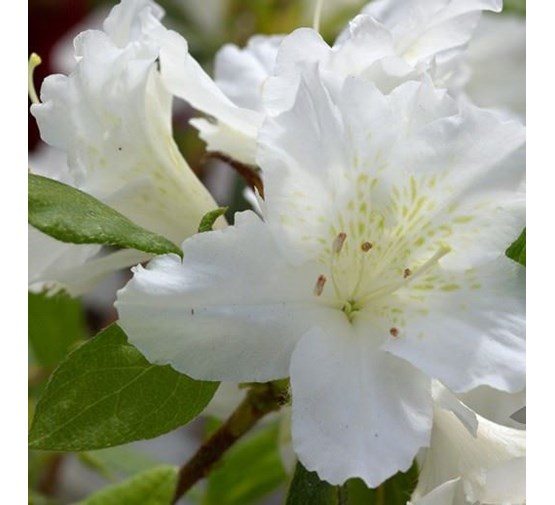 Azalia Alba azalea (j) 'ledifolia alba' - Tuincentrum Pelckmans