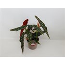 begonia-maculata-Wightii-