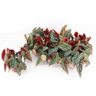 begonia-pseudolubbersii-silverspot-