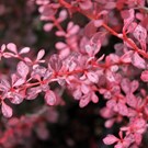 berberis-thunbergii-rose-glow-
