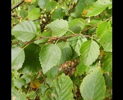 betula pubescens