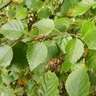 betula-pubescens