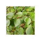 betula-pubescens