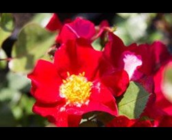 bodembedekkende roos 