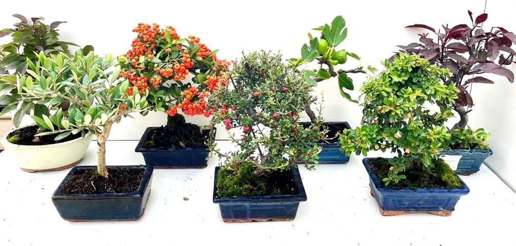 100 stuks bonsai-mestmanden, mini-mesh-manden voor meststof 100 stuks bonsai-mestmanden, mini-mesh-manden voor meststof