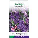 buddleja-alternifolia