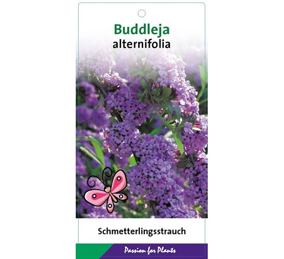 buddleja-alternifolia