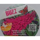 buddleja-buzz-hot-raspberry-