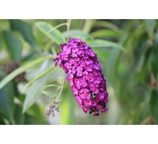 buddleja-summerbird-violet